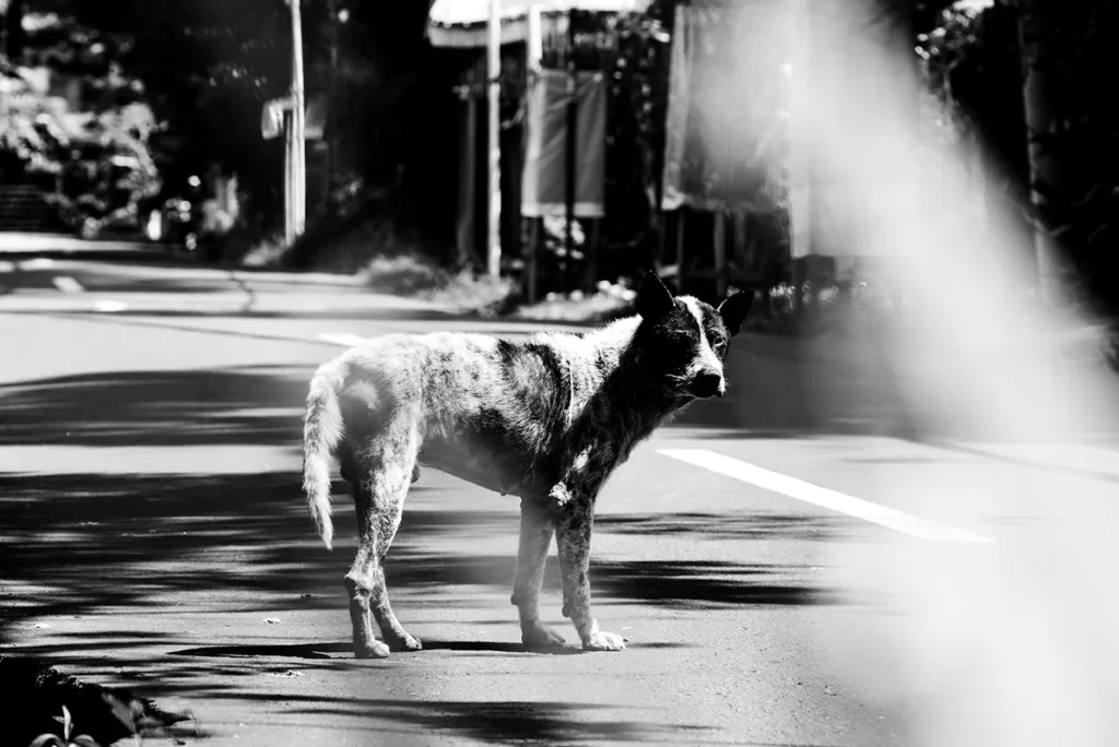 Bali street dog 