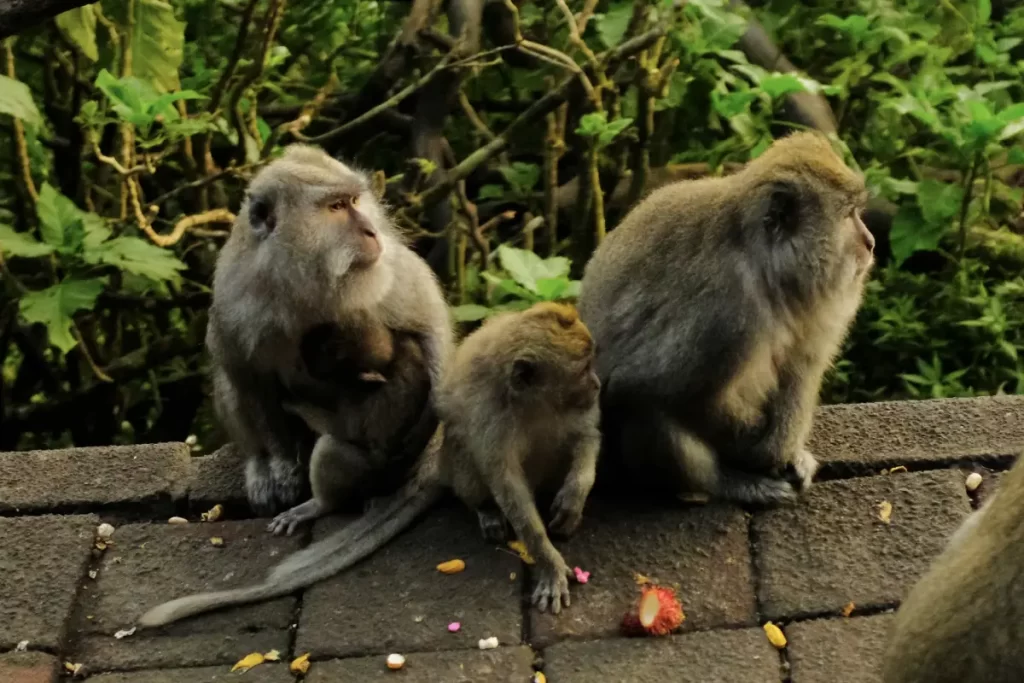 bali-ubud-monkey-forest