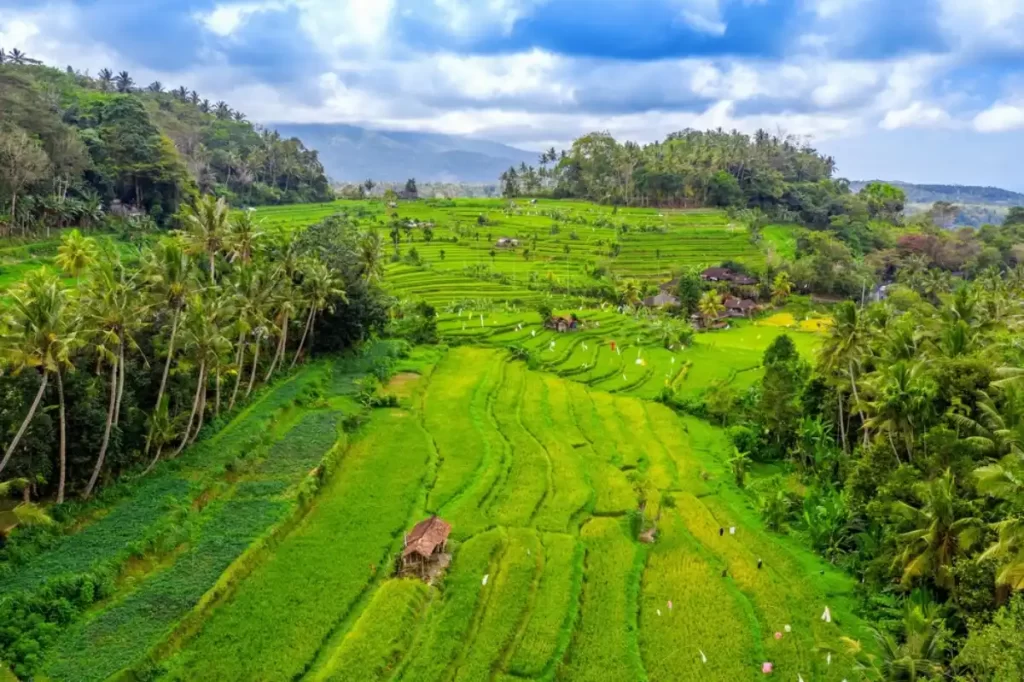 tegallalang-rice-terrace