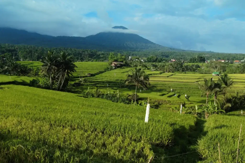 bali-subak-system