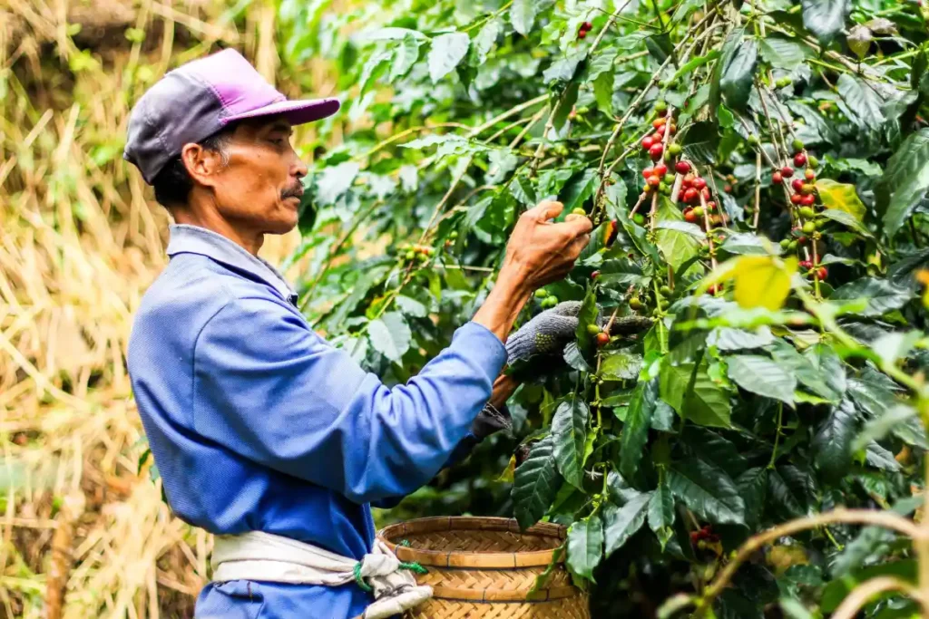 Munduk-Moding-Coffee-Plantation