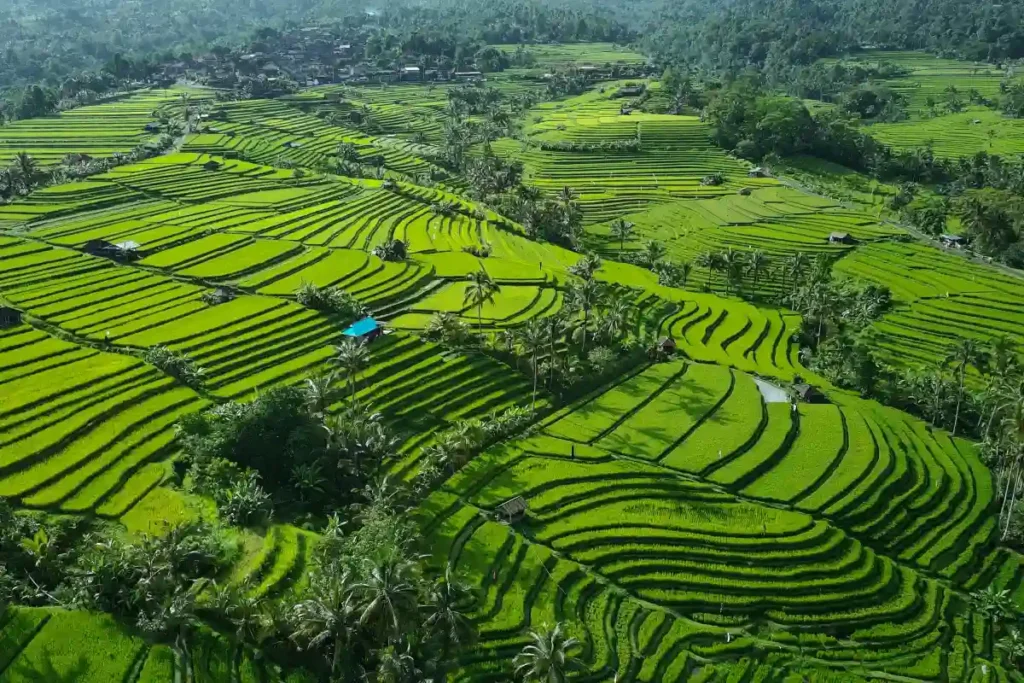 jatiluwih-rice-terrace